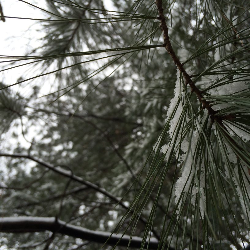 Pine needles with snow