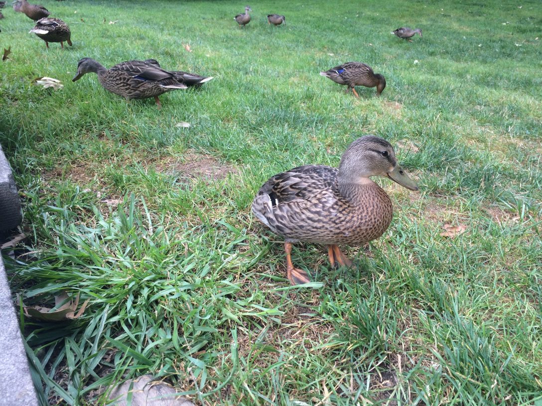 Ducks