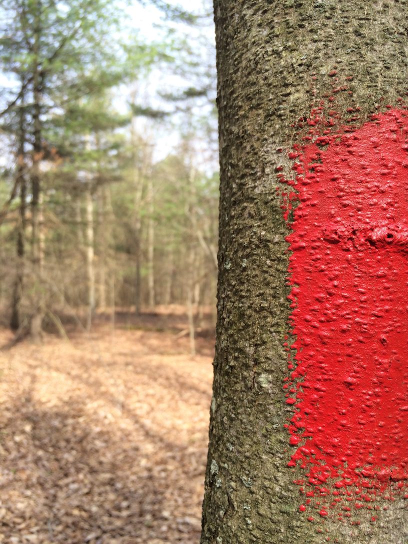 5 mile on-property single track bike trail red blaze