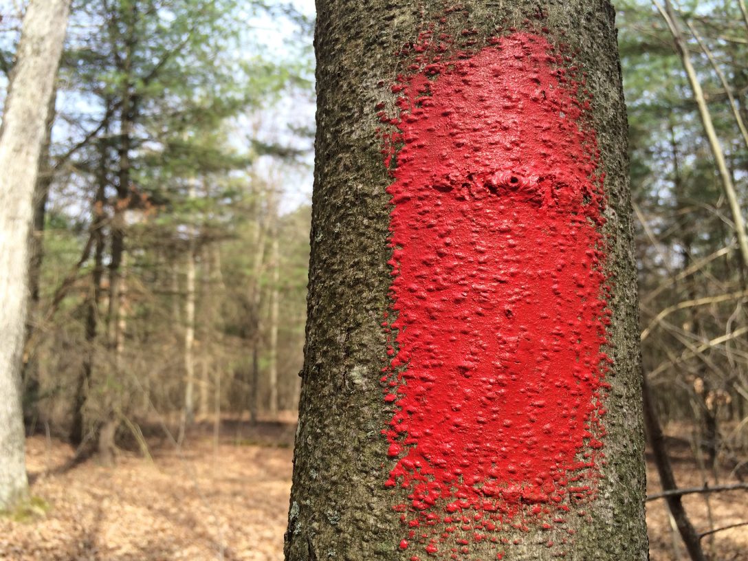 5 mile on-property single track bike trail red blaze 5 mile on-property single track bike trail red blaze