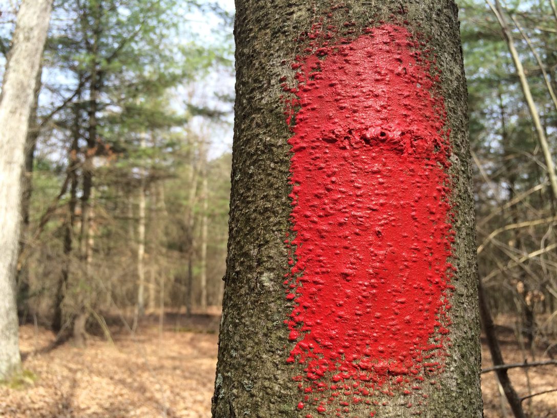 5 mile on-property single track bike trail red blaze